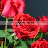 Natural long stem flowers fresh cut flowers ecuador flower wholesaler carola in good service