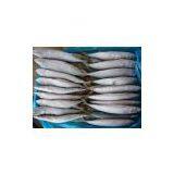 Pacific Mackerel thumbnail-2