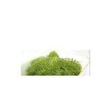 Seaweed With High Quality and Best Price