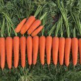 Vegetable Seeds Fresh Carrots Seeds for Sale No.84 thumbnail-2
