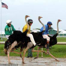 Ostrich Riding Competition Timing System thumbnail-3