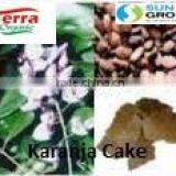 Karanja Seed Kernel thumbnail-1