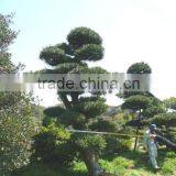 Japanese Trees and Plants Podocarpus Big Bonsai