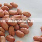 Best Price Red Skin Peanut Kernels