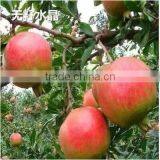 Easy Survival Pomegranate Seedling thumbnail-2