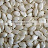Pumpkin Seeds thumbnail-1