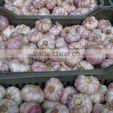Fresh Style White Garlic From Cold Storage thumbnail-4