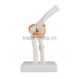 Vivid Bone Joint Elbow Model thumbnail-2