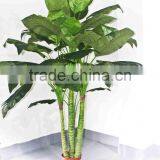 Oramental Green Bonsais thumbnail-6