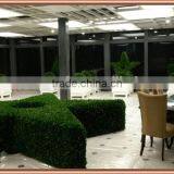 Big Pentagram Boxwood Topiary Preserved for Indoor Decoration thumbnail-1