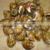 Frozen Baigai thumbnail-1