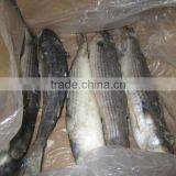 Frozen Grey Mullet Fish(1000-1500g) thumbnail-1