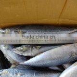 Frozen Pacific/Atlantic Mackerel Fish thumbnail-1
