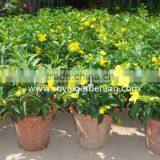 Allamanda Cathartica thumbnail-1