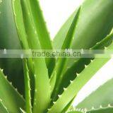 Aloe Vera Extract Powder thumbnail-1