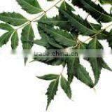 Azadirachda Indica Extract thumbnail-2