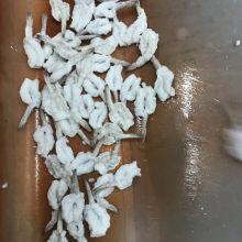 Frozen Vannamei White Shrimp For Sale thumbnail-4