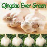 chinese natural white Garlic new crop