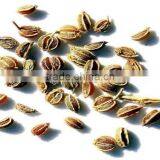 Celery Seed Oil (Fresh & Pure) thumbnail-1