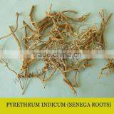 SWEET PELLITORY thumbnail-1