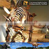 MY Dino-C076 Museum Educational Flexible Skeleton thumbnail-5