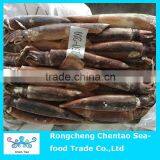 Fresh Illex Squid Whole Round