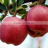 Red Color and Pome Fruit Product Type Red Delicious Apple thumbnail-2