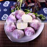 Wholesale Fresh White Garlic for Export thumbnail-3