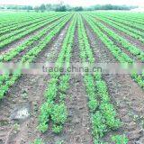 6 Rows Disc Type Minimum Tillage Seeder for South Africa Market thumbnail-5