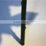 Home and Outdoor Garden Table Wedding Gate Decoration 60cm or 24inches Height Artificial 3 Heads White Flowers E04 0608 thumbnail-4