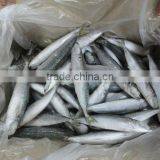 Frozen Whole Round IQF Round Scad thumbnail-2