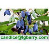 Lonicera Caerulea Extract thumbnail-1