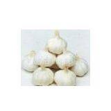 Chinse Garlic thumbnail-1