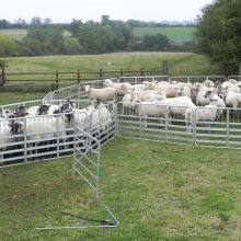 Supplier Hot Sale Low Price Goat & Sheep Multiple Sizes Galvanized Fence Yard Panels thumbnail-4