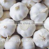 2016 New Crop Chinese Fresh Garlic thumbnail-2