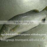 BARRAMUNDI WHOLE ROUND thumbnail-1