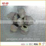 Frozen Squid Beak - Ommastrephes Bartrami thumbnail-2