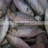 FROZEN YELLOW TAIL SCAD thumbnail-1