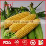 Frozen Organic Sweet Corn From China thumbnail-3