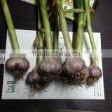 Hot Sale Egyptian Fresh Garlic (Red, White) for Export thumbnail-6