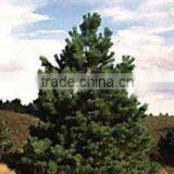 Pinus High Quality Nigra Nigra Plant