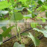 Farm Irrigation Drip Tape for Agriculture Watering 0.2mm Wall Thickness thumbnail-2