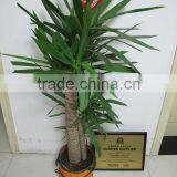 Planting Pop up Tree Bag thumbnail-1