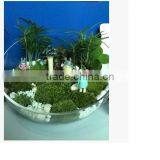 Large Home Decoration Slanted Bowl Glass Vase Terarium for Microlandscape thumbnail-1