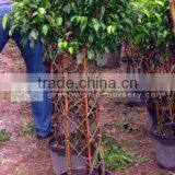Ficus Benjamina Small Cages Shape thumbnail-1
