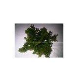 Cottonii Seaweed, Eucheuma Cottonii, KAPPAPHYCUS COTTONII (Weber-van Bosse) Doty thumbnail-1