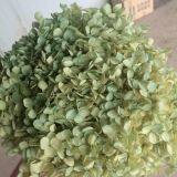 Kunming Grade A Preserved Dyed Hydrangea for Centerpiece