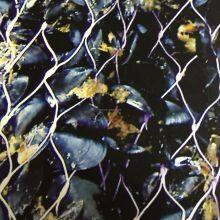 Mussel Farming Nets thumbnail-4