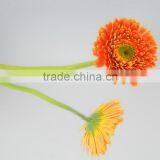 Fashion Golden Sun Buy Gerbera Flowers thumbnail-5