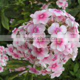 Annual Phlox , Phlox, Flower Seeds , Herb Seed,vegetalbe Seed,fruit Seed,grass Seed thumbnail-5